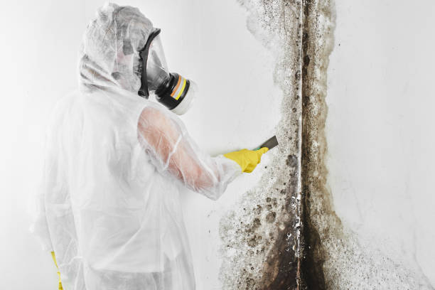 Best Certified Mold Removal  in Troy, TX