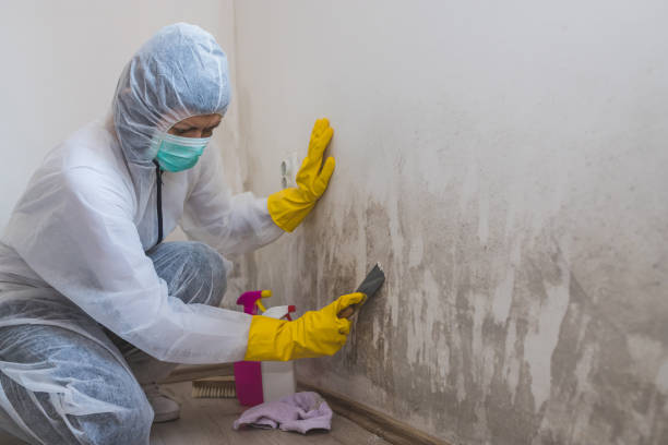 Best Toxic Mold Removal  in Troy, TX