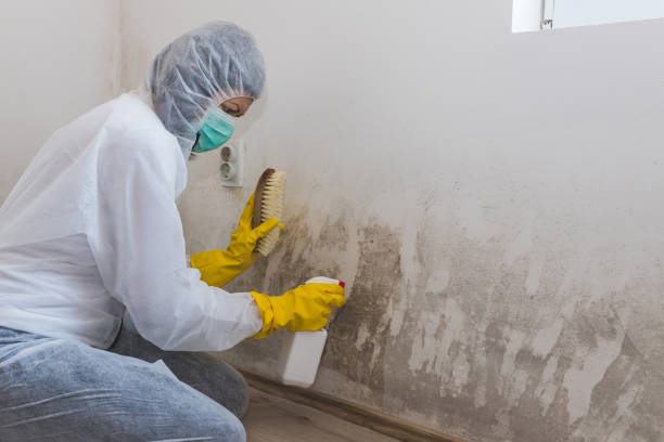 Best Emergency Mold Removal  in Troy, TX