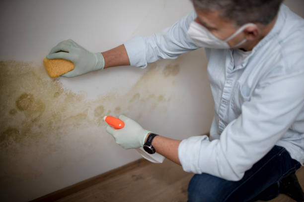 Mold Removal and Inspection in Troy, TX