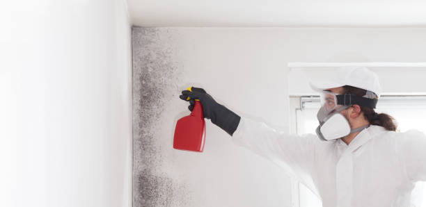 Best Black Mold Removal  in Troy, TX